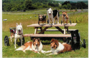 doggroup.jpg